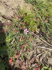 Erodium cicutarium