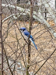 Cyanocitta cristata