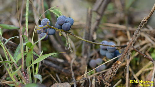 Nephroia orbiculata