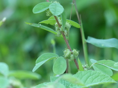 Indigofera glandulosa