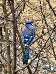 Cyanocitta cristata