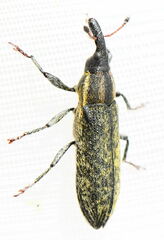 Lixus filiformis