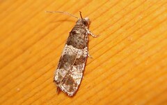 Lobesia abscisana