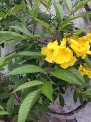 Tecoma stans