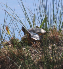 Trachemys scripta