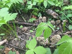 Morchellaceae