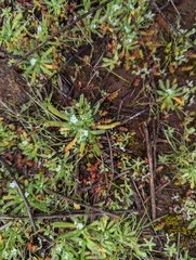 Plagiobothrys collinus