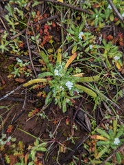 Plagiobothrys collinus