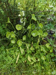 Claytonia parviflora