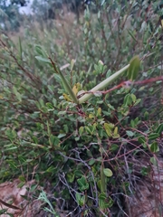 Cryptolepis oblongifolia