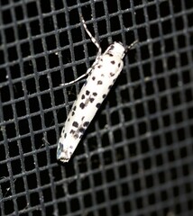 Yponomeuta pustulellus