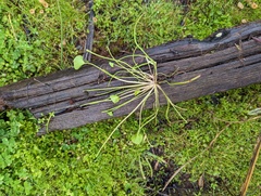 Claytonia parviflora