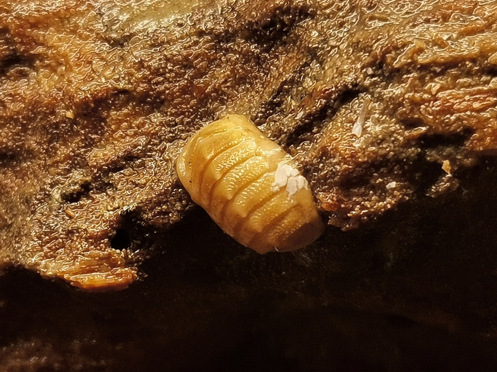 Nierstraszellidae