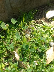 Echinargus isola