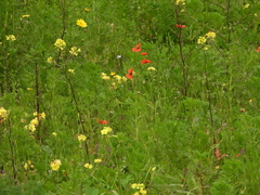 Papaver pinnatifidum