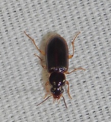 Stenolophini