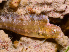 Petroscirtes variabilis