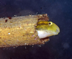 Petroscirtes breviceps