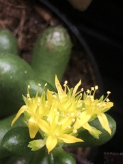 Sedum hernandezii