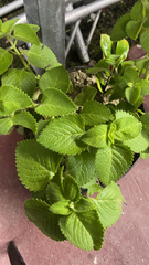 Coleus amboinicus