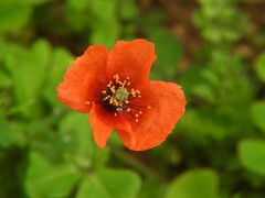 Papaver pinnatifidum