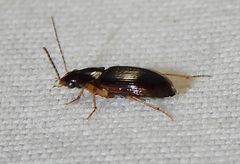 Stenolophini
