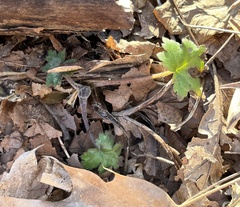 Hydrophyllum appendiculatum