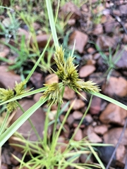 Cyperus polystachyos polystachyos