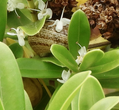 Otala punctata