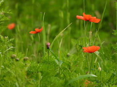 Papaver pinnatifidum