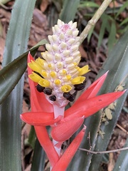 Aechmea lamarchei