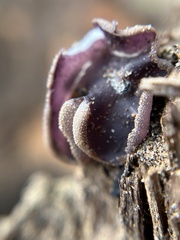 Daleomyces