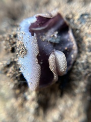 Daleomyces