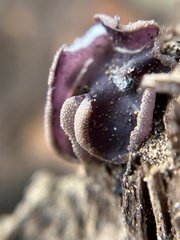 Daleomyces