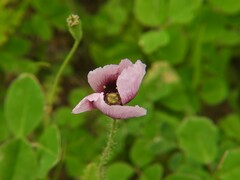Papaver somniferum