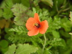 Papaver pinnatifidum