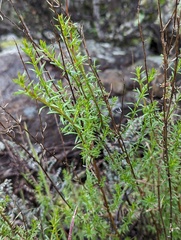 Galium angustifolium