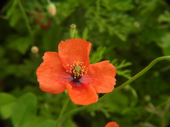 Papaver pinnatifidum