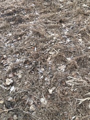 Microstegium vimineum