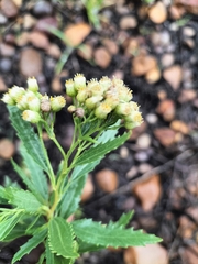 Nidorella ivifolia