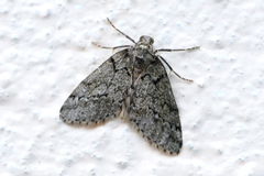 Tephronia bytinskii