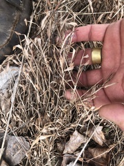 Microstegium vimineum