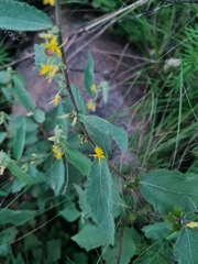 Grewia flavescens