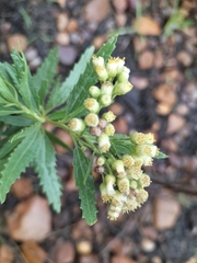 Nidorella ivifolia