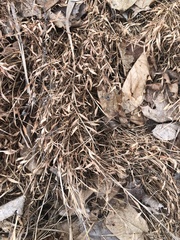 Microstegium vimineum