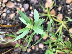 Nidorella ivifolia