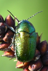 Cryptocephalus hypochaeridis