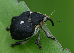 Mononychus punctumalbum