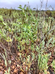 Nidorella ivifolia