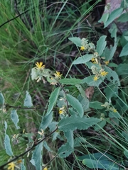Grewia flavescens